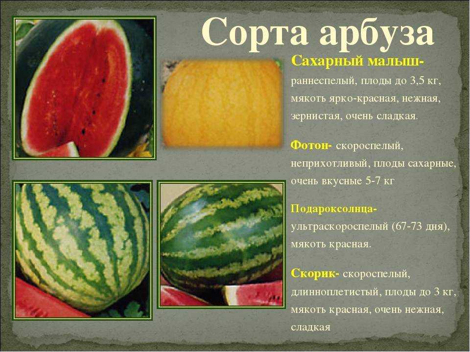 Желтый арбуз: с чем скрещен, его польза и вред, фото мякоти , как появился и бывают ли такие, чем отличается от красного, что если оказался оранжевым внутри