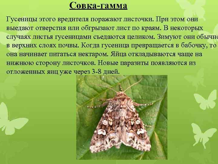 Гусеница совки вредитель в огороде. как выглядит, какой вред наносит и как с ней бороться. прожорливые гусеницы бабочки совки
