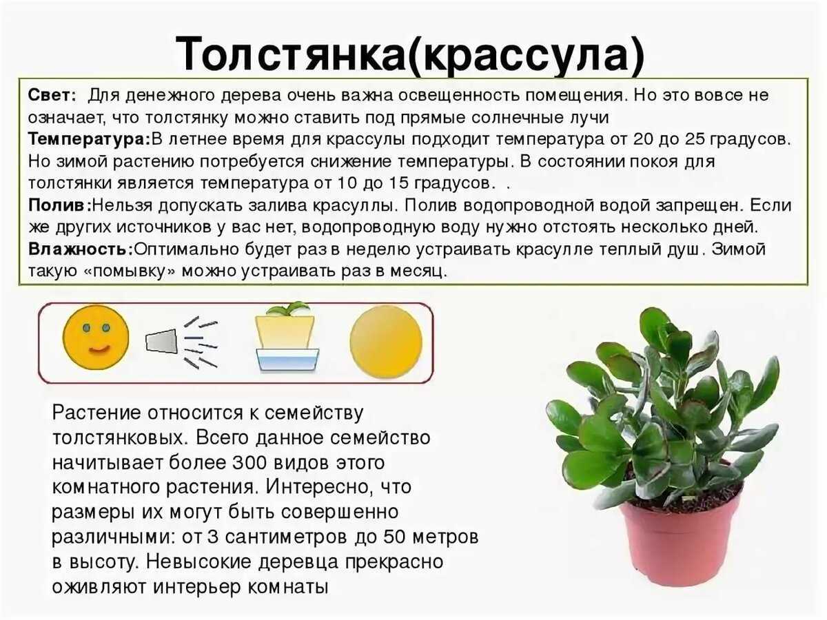 Цветок аспидистра — описание с фото, видео, уход в домашних условиях