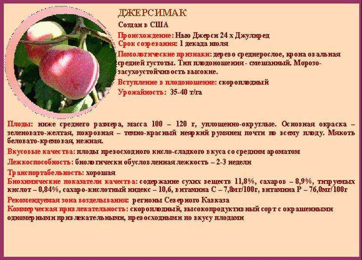 Яблоня апорт: описание сорта, отзывы, фото