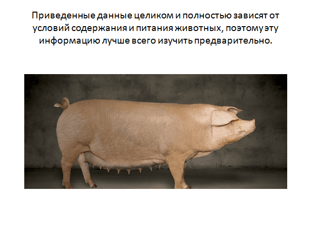 Поросята породы ландрас: основы правильного ухода, содержания и кормления
