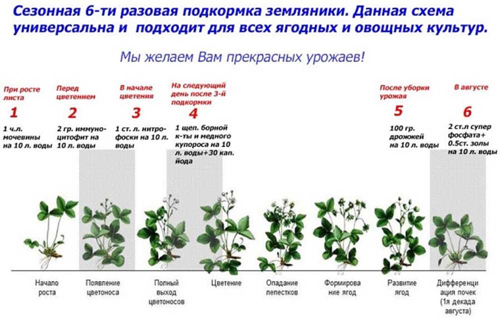 Подкормка клубники во время цветения и плодоношения