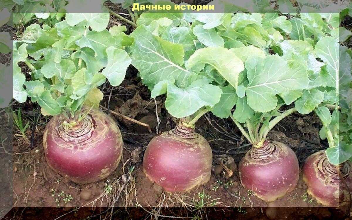 Брюква и как её вырастить: характеристики, свойства, методы выращивания, особенности