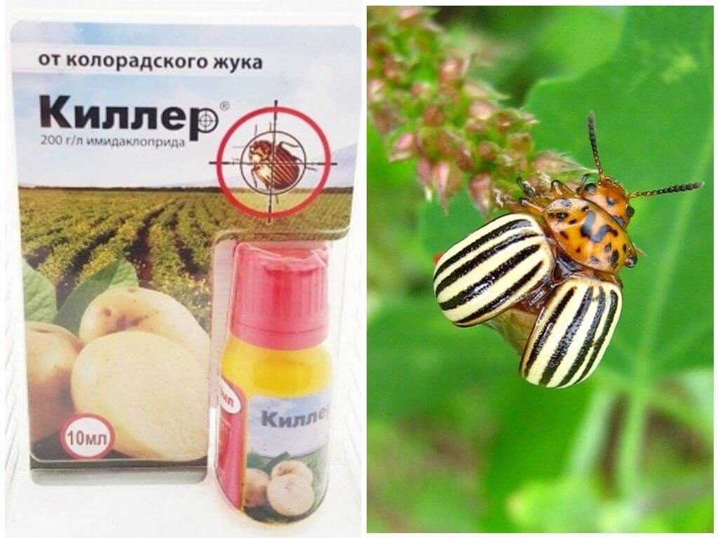 Горчица против колорадского жука: способы применения. горчица и уксус – помощники в борьбе с колорадским жуком