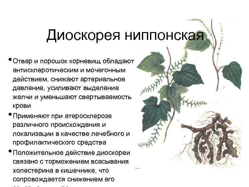 Диоскорея кавказская: фото и описание лианы, виды и полезные лечебные свойства, выращивание растения