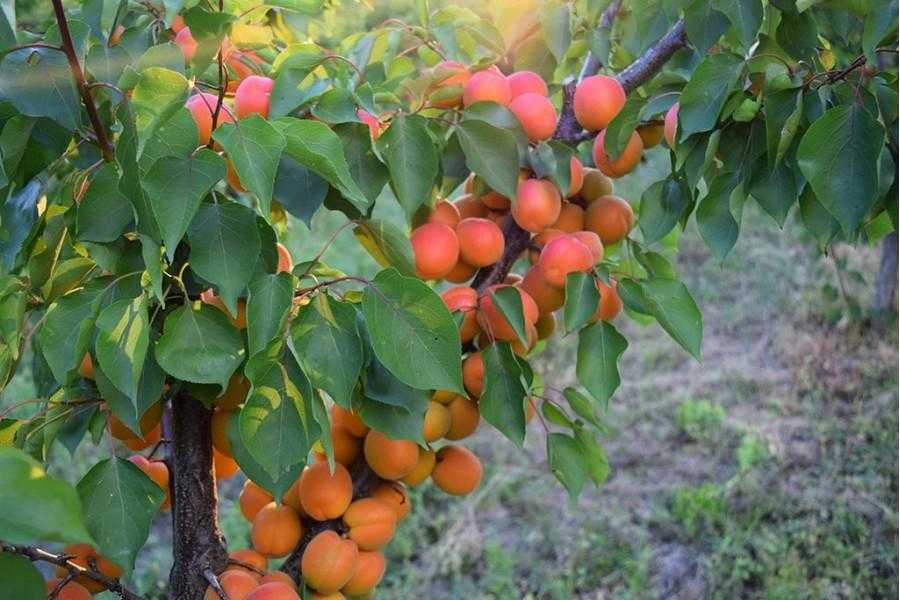 Абрикос алеша