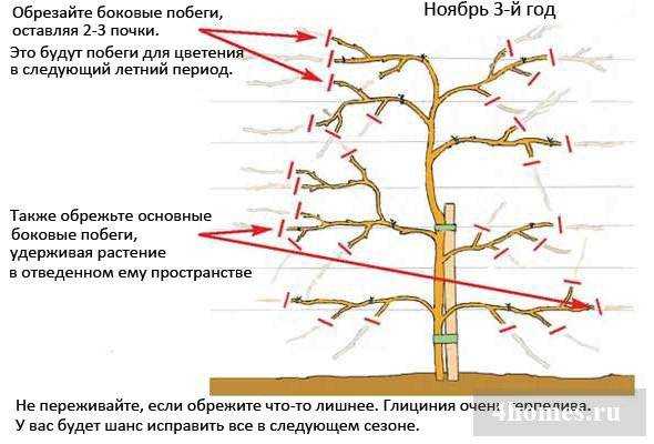 Актинидия: выращивание в саду, виды и сорта
