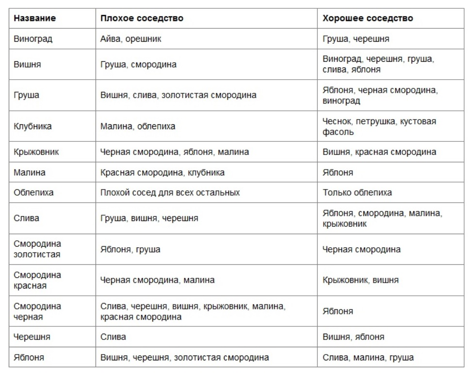 Что посадить рядом с яблоней: совместимость с другими деревьями и кустами