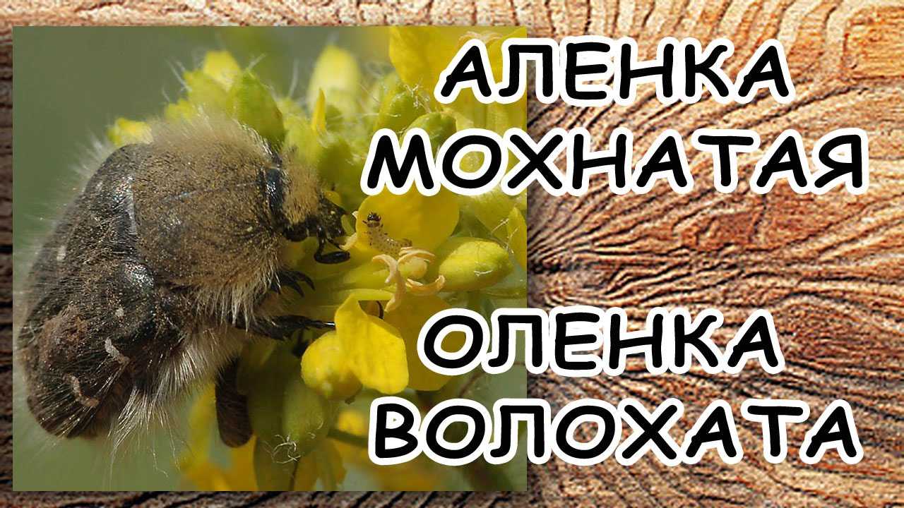 Уничтожитель сада — мохнатая аленка