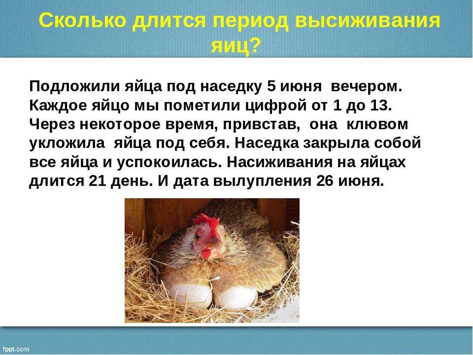 Как отучить курицу от насиживания яиц: способы согнать с гнезда