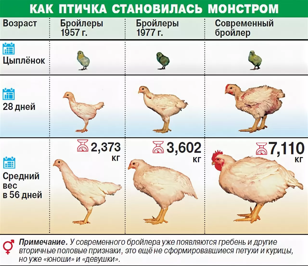 Мохноногие куры: обзор пород с мохнатыми лапами
