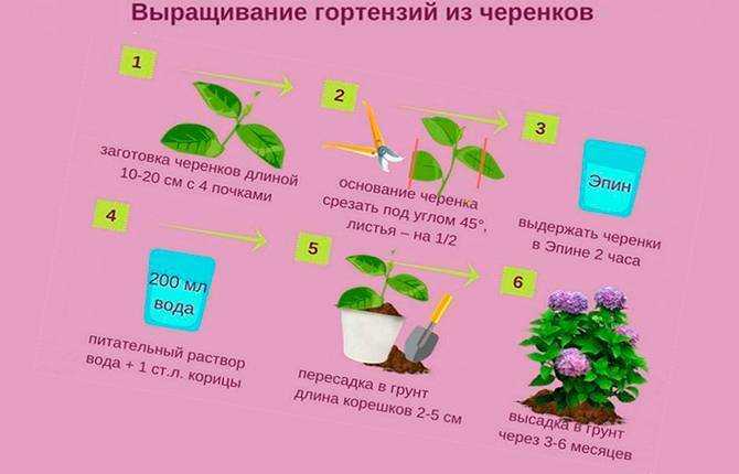 Размножение гортензии черенками летом, осенью, на зиму