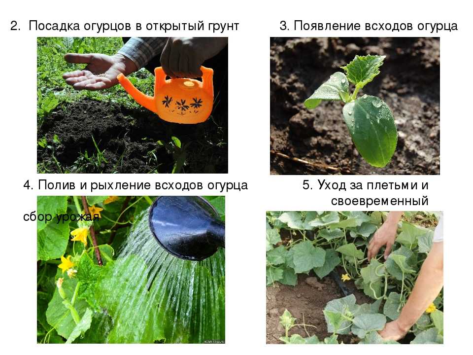 Про цуккини: что это такое и как выглядит, польза и вред, простые рецепты приготовления