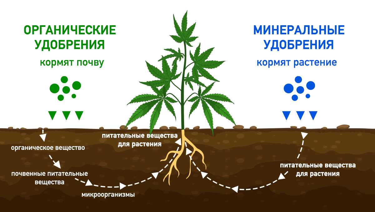 Подкормка томатов во время цветения фосфором и калием.