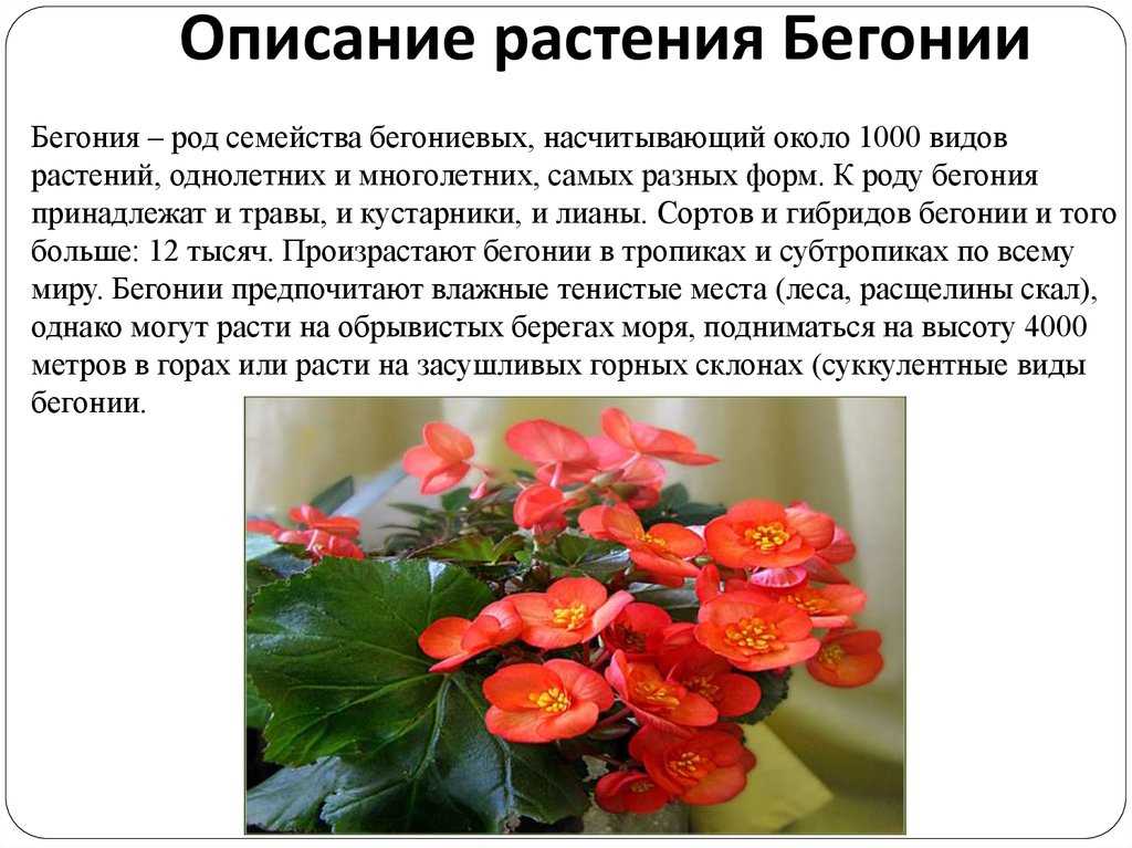 Бегония Бикола (Bicola) - описание сорта, саженцы, фото и характерные особенности