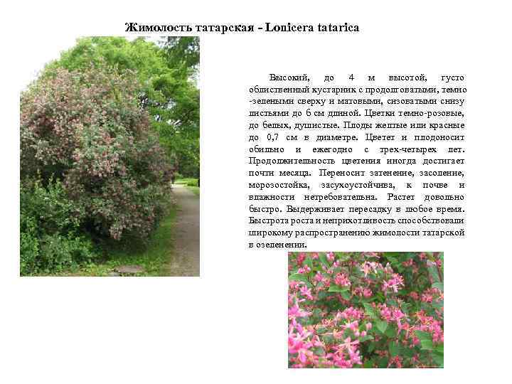 Жимолость татарская: описание, фото, сорта, посадка, уход