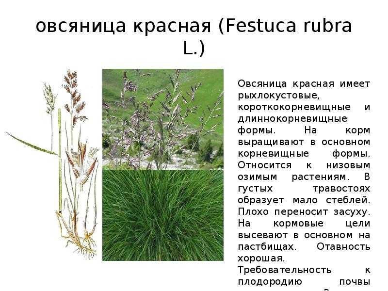 Овсяница посадка и уход в открытом грунте выращивание из семян фото разновидностей