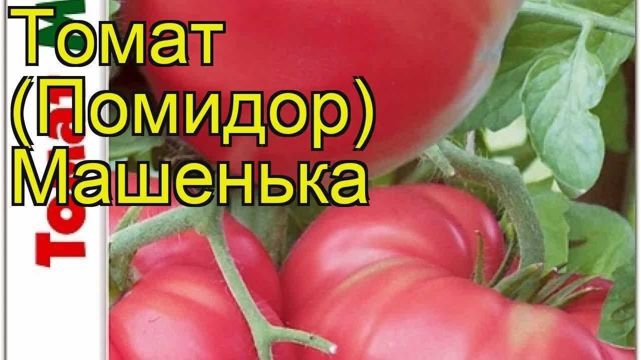 Томат машенька: отзывы, фото, урожайность