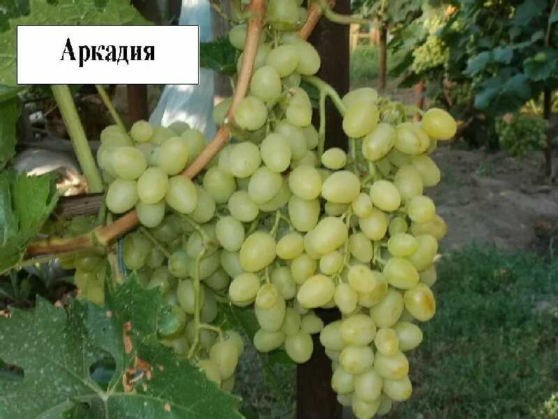 Виноград аркадия: описание сорта, фото, отзывы, посадка и уход