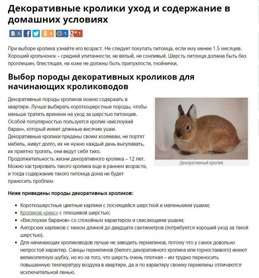 Кролик вислоухий баран: декоративная французская порода