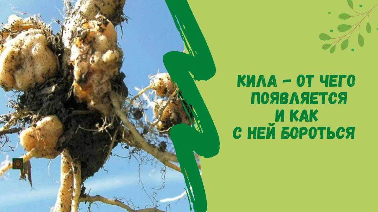 Кила  растений, как лечить