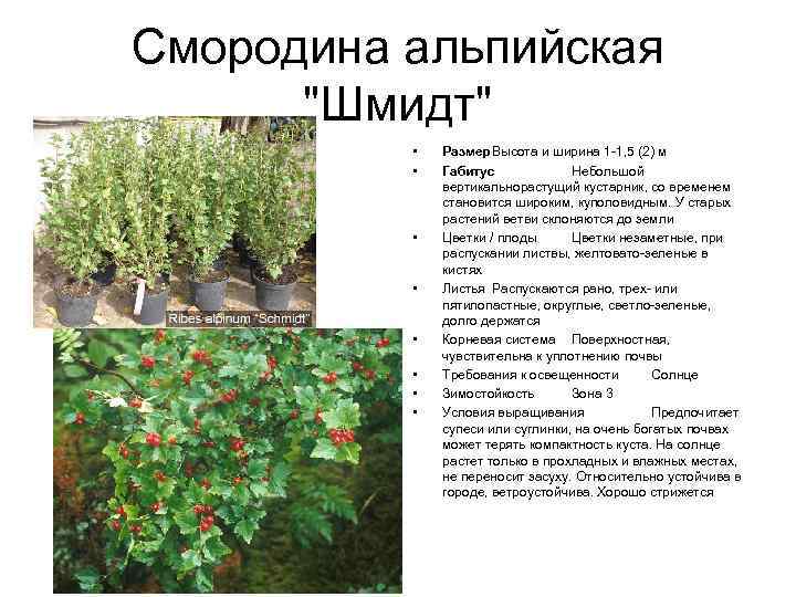 Как правильно ухаживать и размножать альпийскую смородину разных сортов