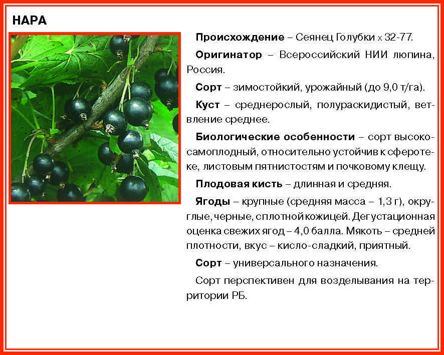 Смородина экзотика: описание сорта, фото, выращивание и уход