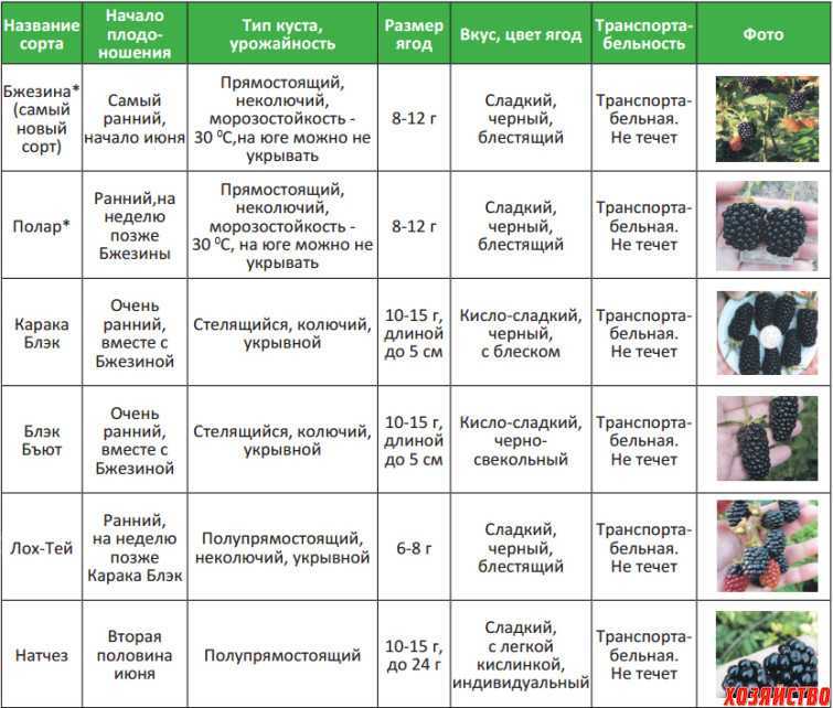 Когда пересаживать землянику: пошаговая инструкция для огородников