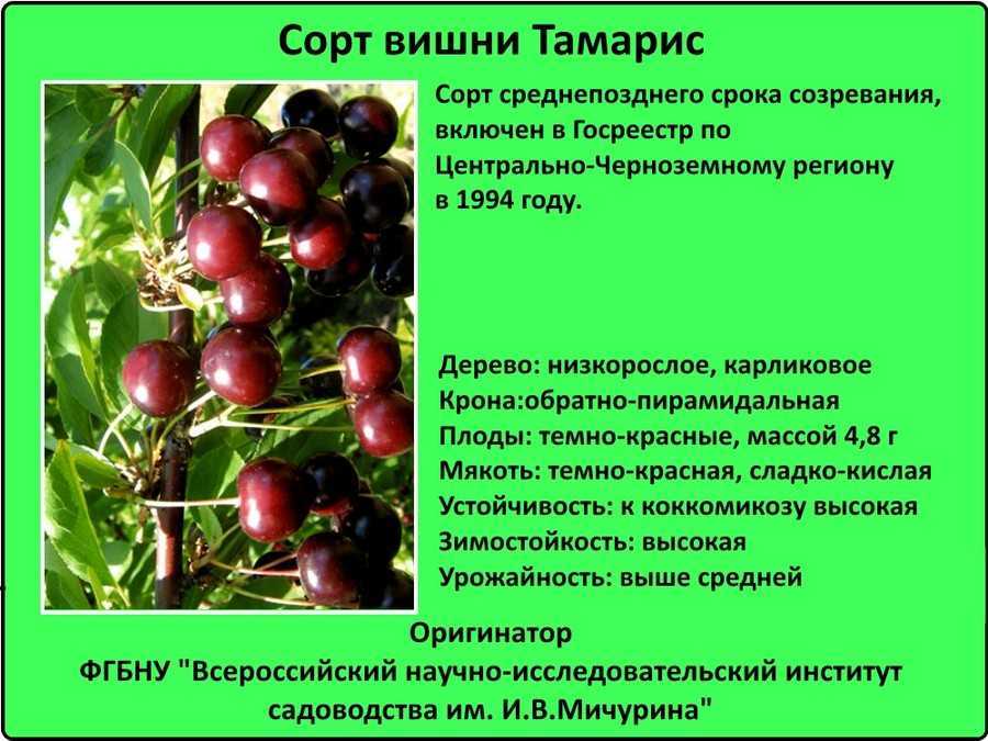 Вишня, сорт щедрая: описание и характеристики, выращивание и уход с фото