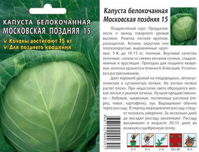 Выведенный с любовью и лаской сорт капусты — теща: описание и характеристика