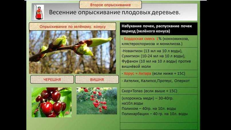 Что делать если черви в черешне ?: как избавиться от червей в черешне, почему, чем опрыскивать, обработать | qlumba.com