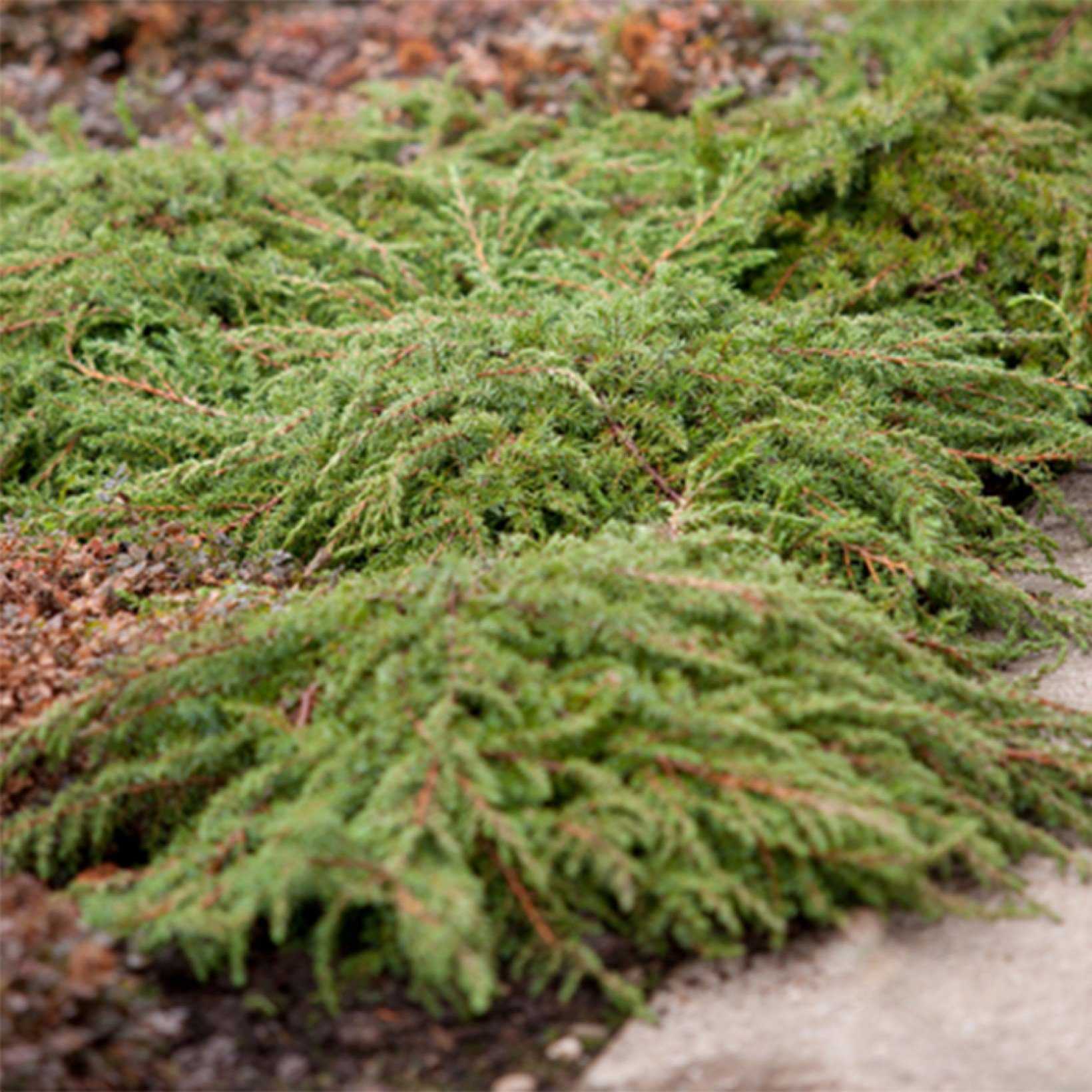 Можжевельник обыкновенный грин карпет (juniperus communis green carpet)