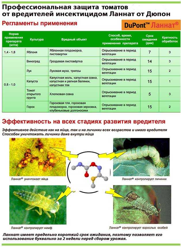 Почему капуста внутри чернеет, причины черноты в белокочанной и пекинской капусте, почему чернеют листья,