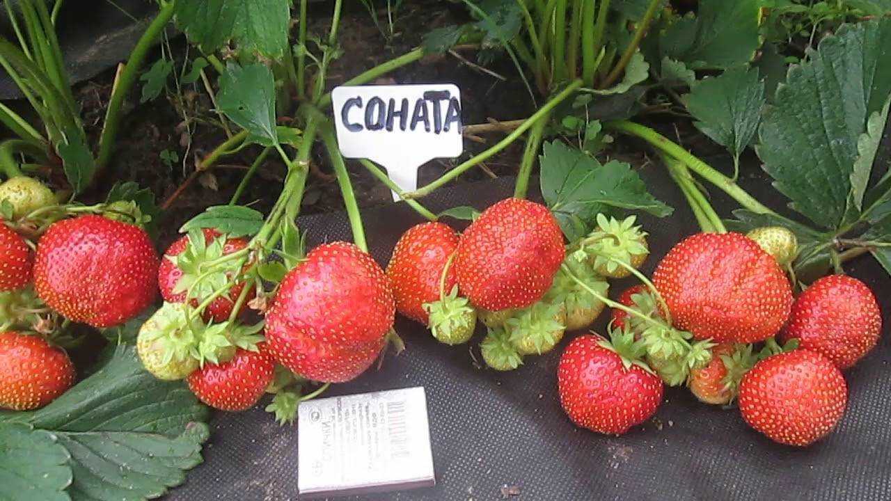 Клубника соната – описание сорта, фото, отзывы садоводов