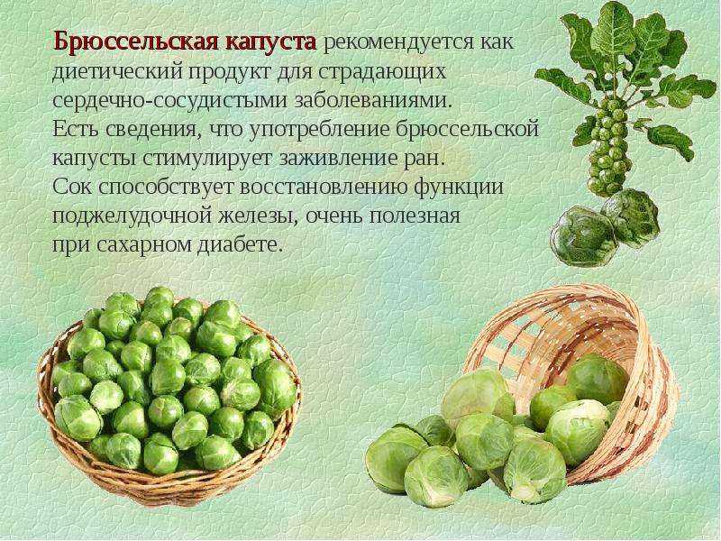 Брюссельская капуста, или полезные маленькие кочанчики. уход, выращивание, размножение. сорта. польза. фото — ботаничка