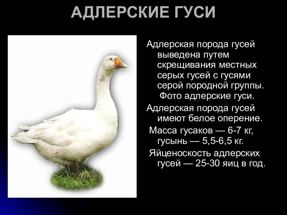 Гуси линда: описание и характеристики породы, фото, содержание