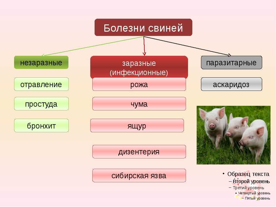 Болезни свиней: симптомы и лечение, фото