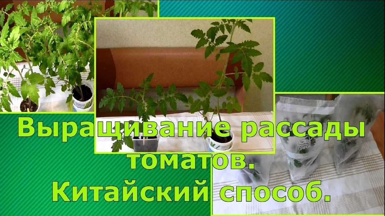 Китайский способ выращивания рассады томатов: что это за метод разведения помидоров, каковы плюсы и минусы технологии, как соблюсти все нюансы от "а" до "я"? русский фермер
