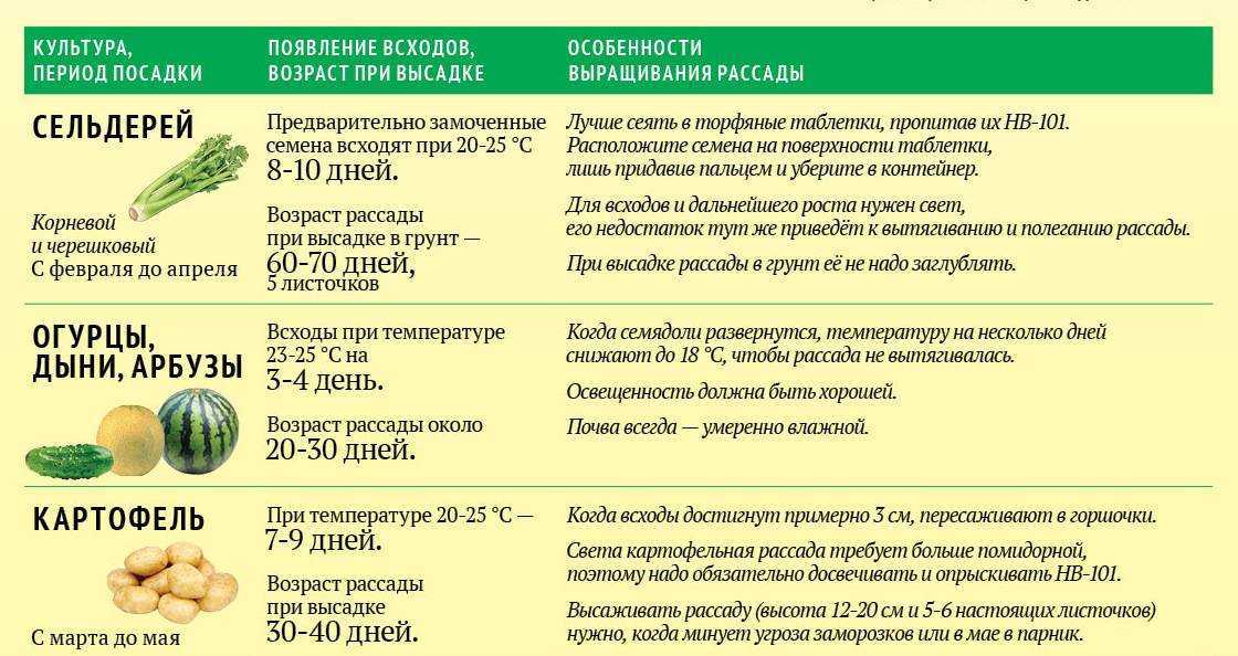 Посадка огурцов на рассаду в 2023 году: благоприятные дни когда сажать