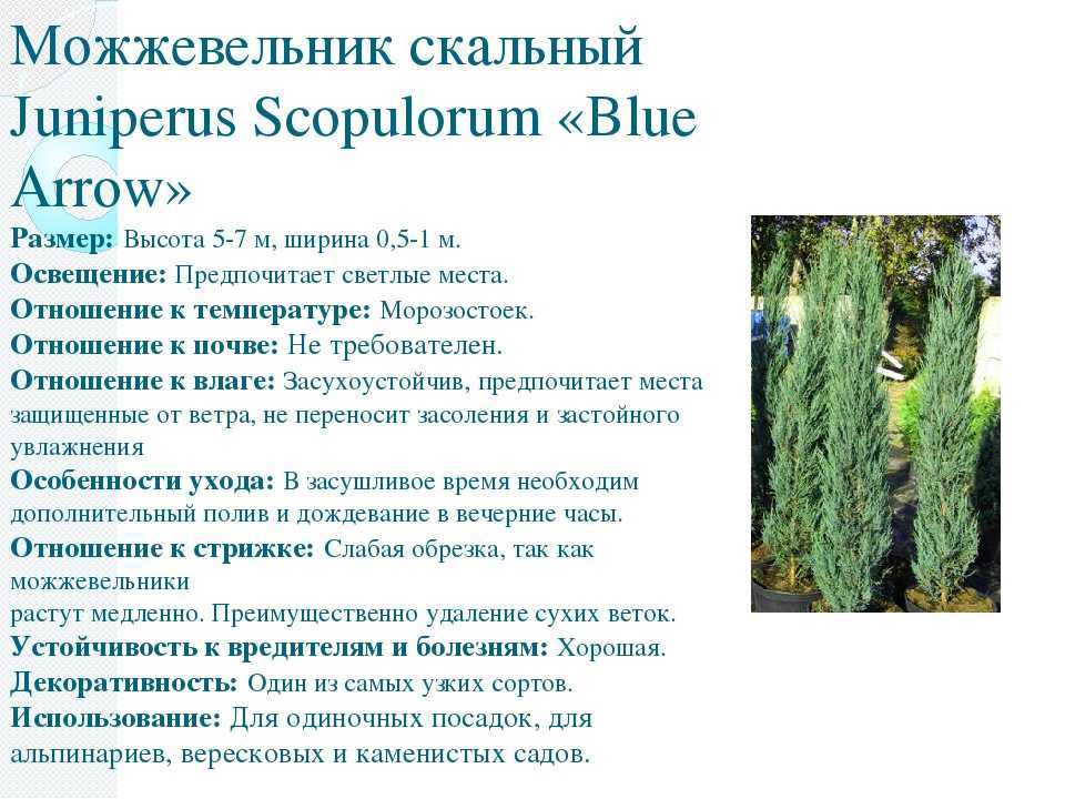 Сорта можжевельника (23 фото)