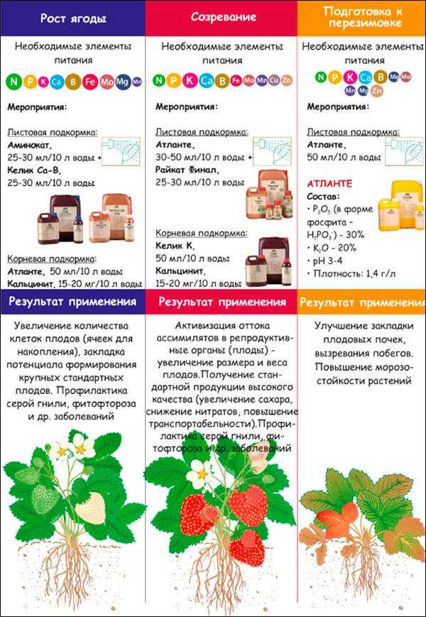 Лучшие подкормки для клубники перед и во время цветения, в период плодоношения