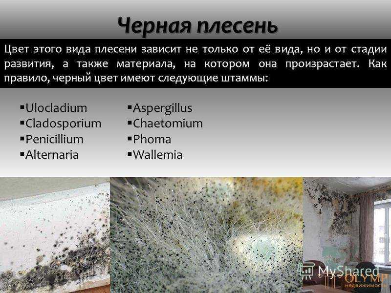 Серая гниль винограда: описание болезни, меры борьбы, чем опрыскивать (фунгициды для обработки)