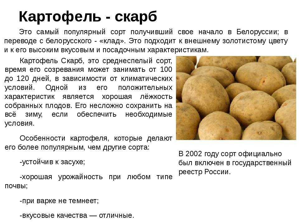Яровизация картофеля перед посадкой в домашних условиях