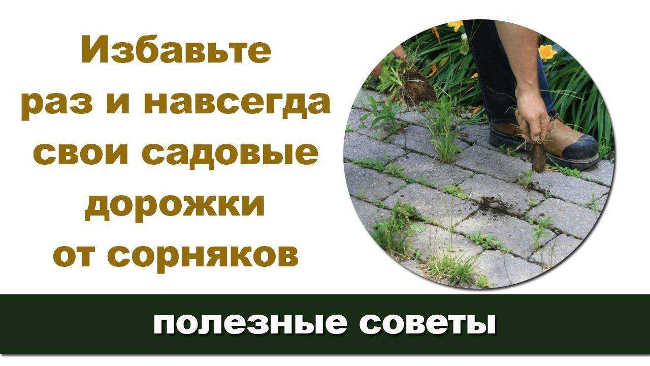 Трава портулак для лечения различных заболеваний