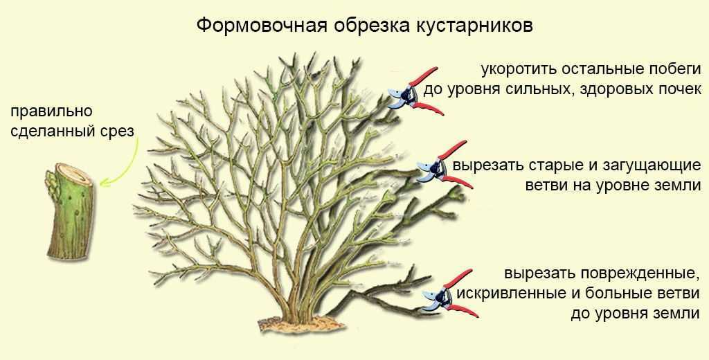 Практика обрезки чубушника весной и размножение черенками