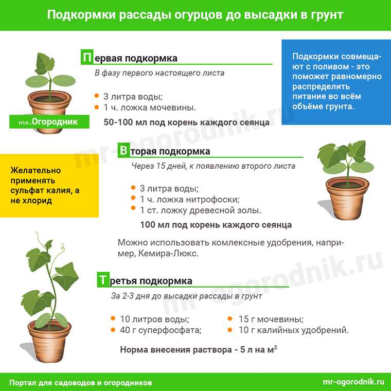 Чем подкармливать и удобрять огурцы на балконе в домашних условиях