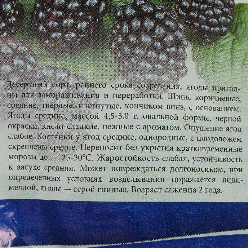Ежевика Агавам: описание и характеристики сорта, посадка и уход за ягодой