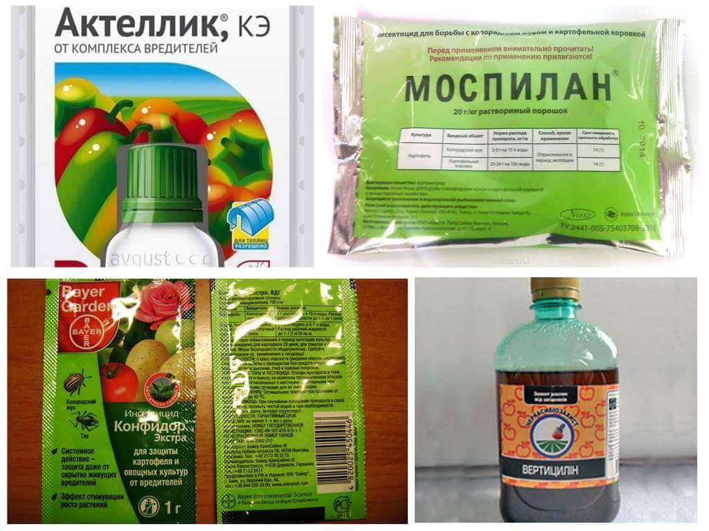 Мошки на помидорах (томатах), на огурцах, на рассаде, на перце — как бороться, что делать?