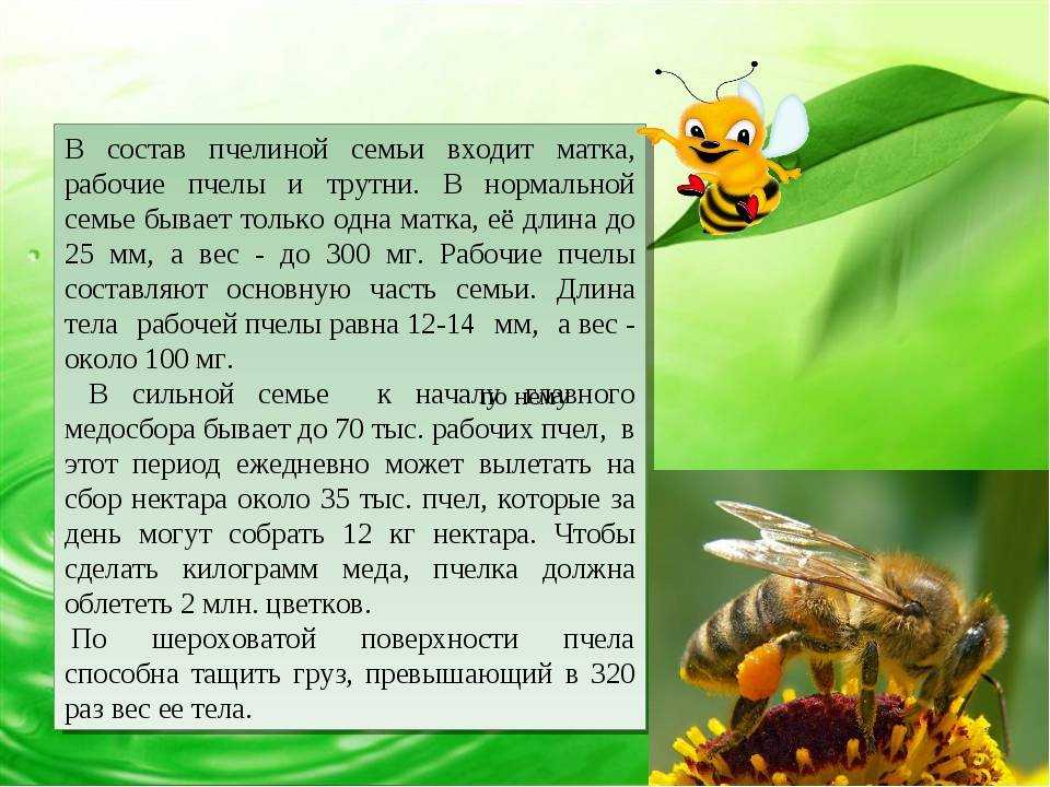 Трутни: роль в жизни пчел, значение, видео | пчеловодство | пчеловод.ком