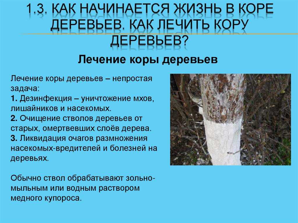 Болезни коры плодовых деревьев